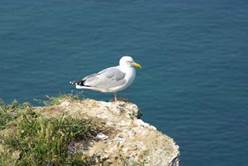 Description : Description : Description : Description : Description : etretat (9)