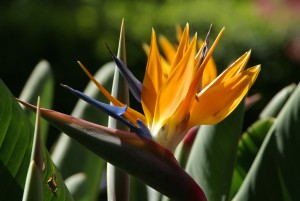 Madère, l'île aux fleurs, Oiseau du Paradis