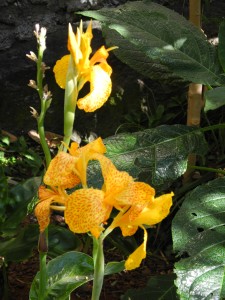 Jardim do mar, fleurs